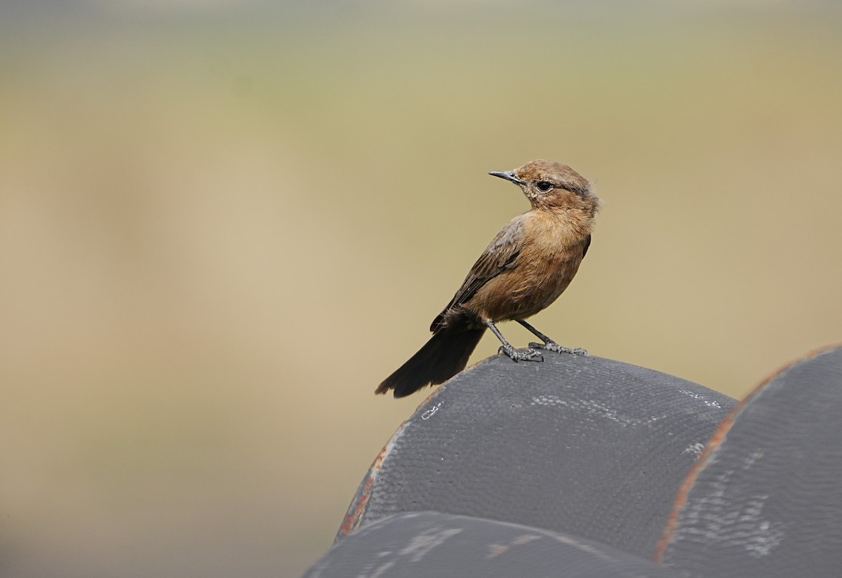 Brown Rock Chat - ML643271325
