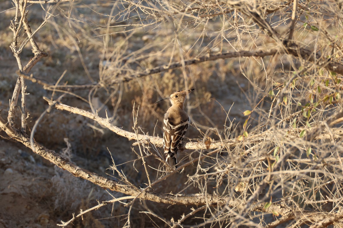 Common Hoopoe - ML643271326