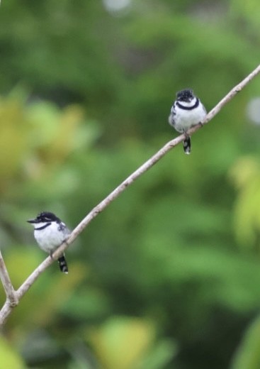 Pied Puffbird - ML643271328