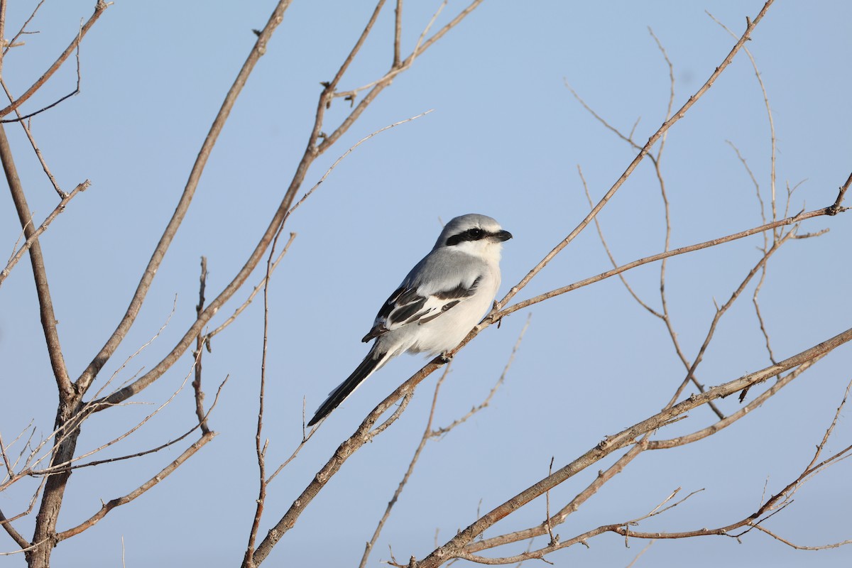 Chinese Gray Shrike - ML643271330