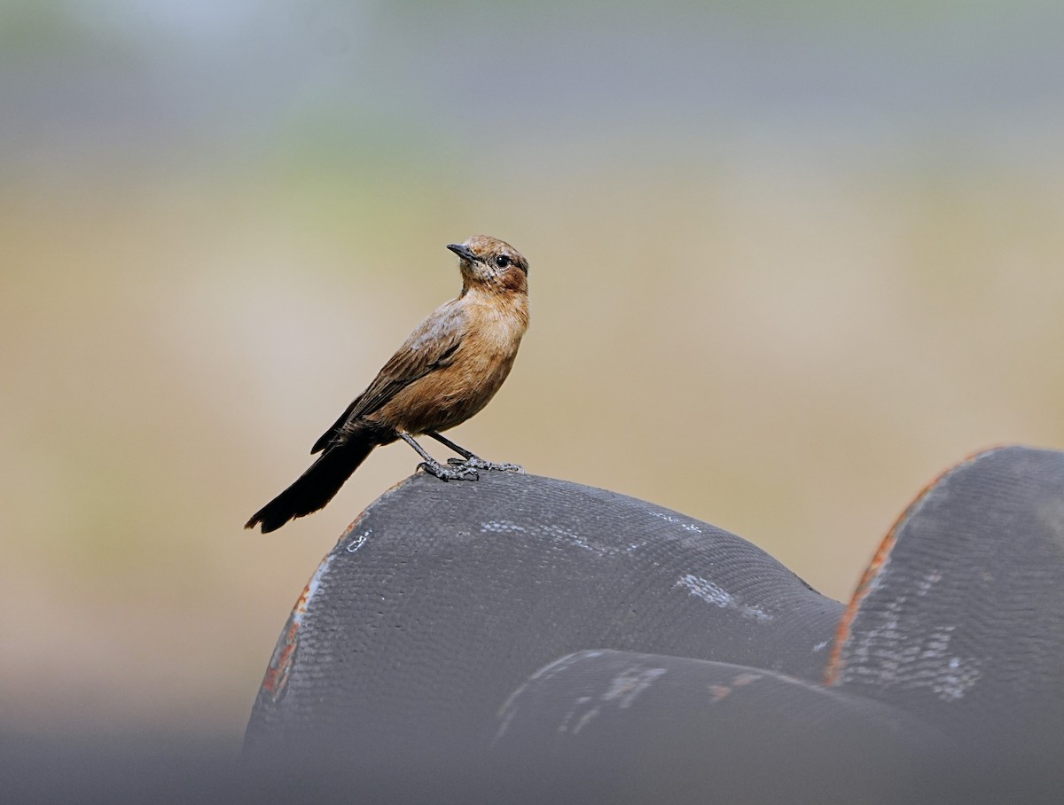 Brown Rock Chat - ML643271333