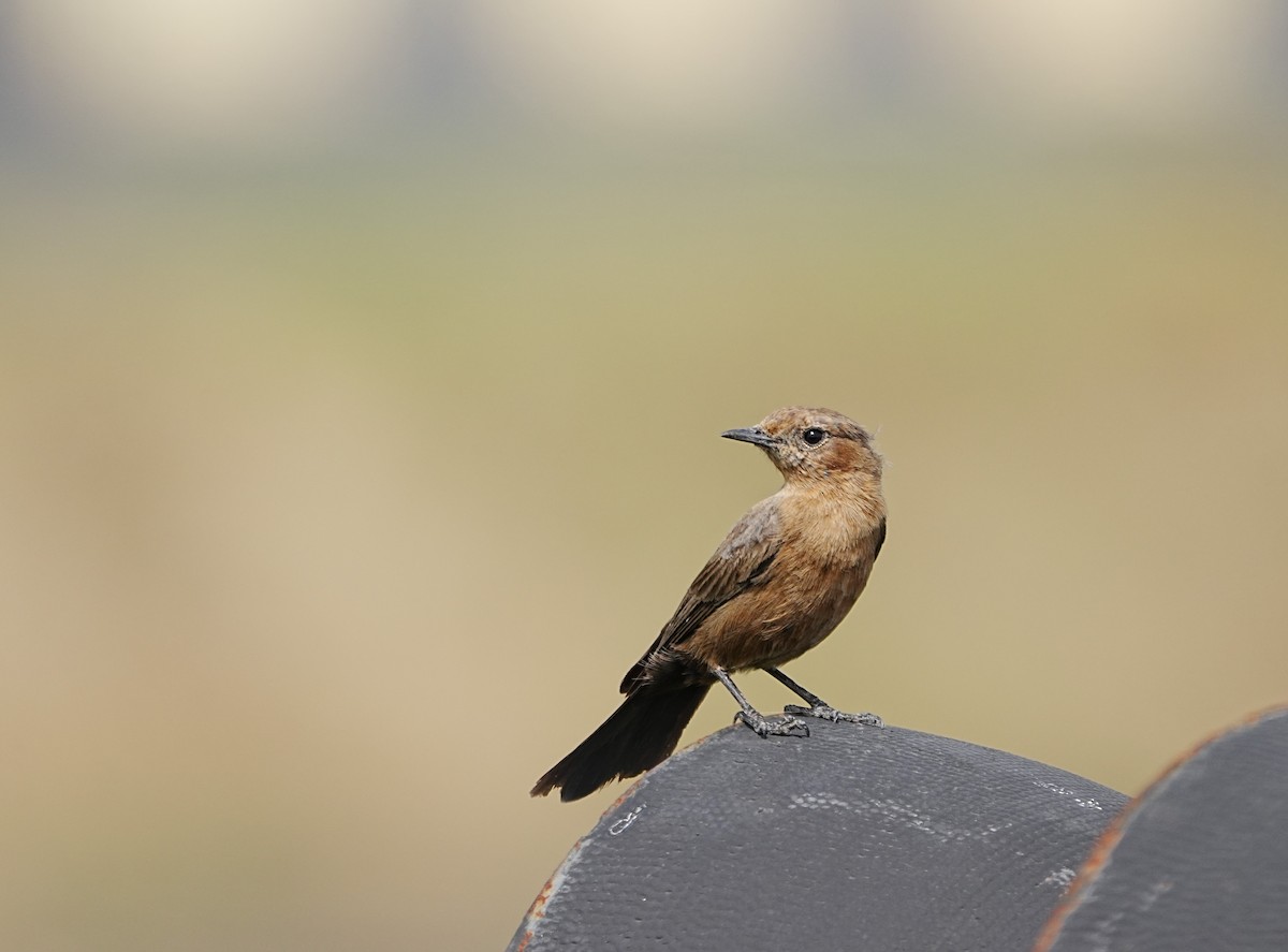 Brown Rock Chat - ML643271334