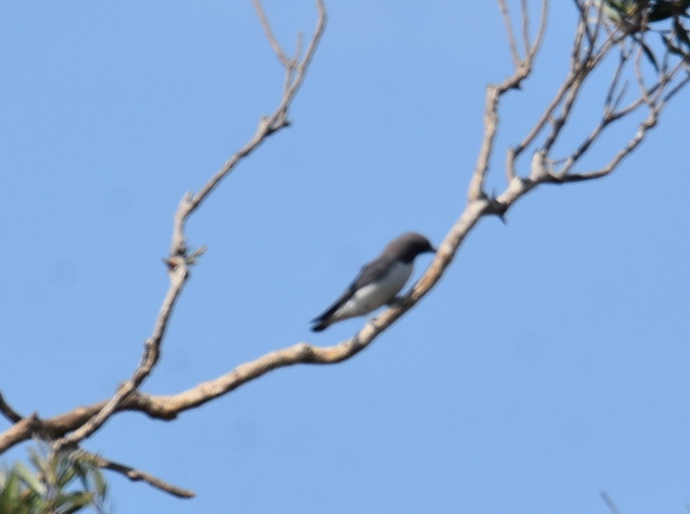 White-breasted Woodswallow - ML643271349