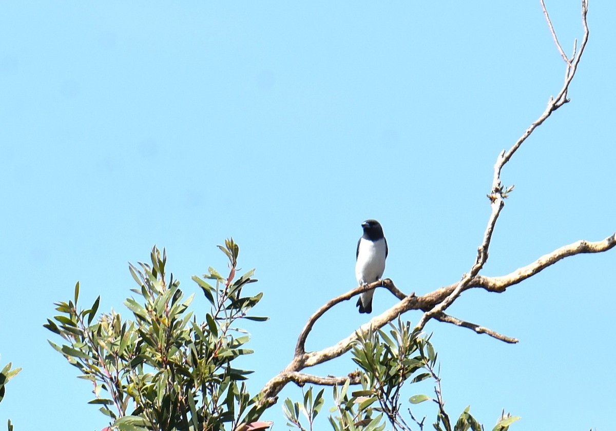 White-breasted Woodswallow - ML643271355
