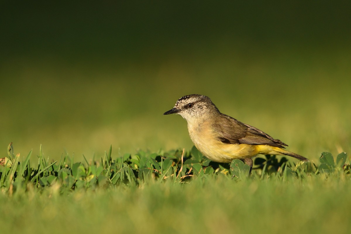 Yellow-rumped Thornbill - ML643271360