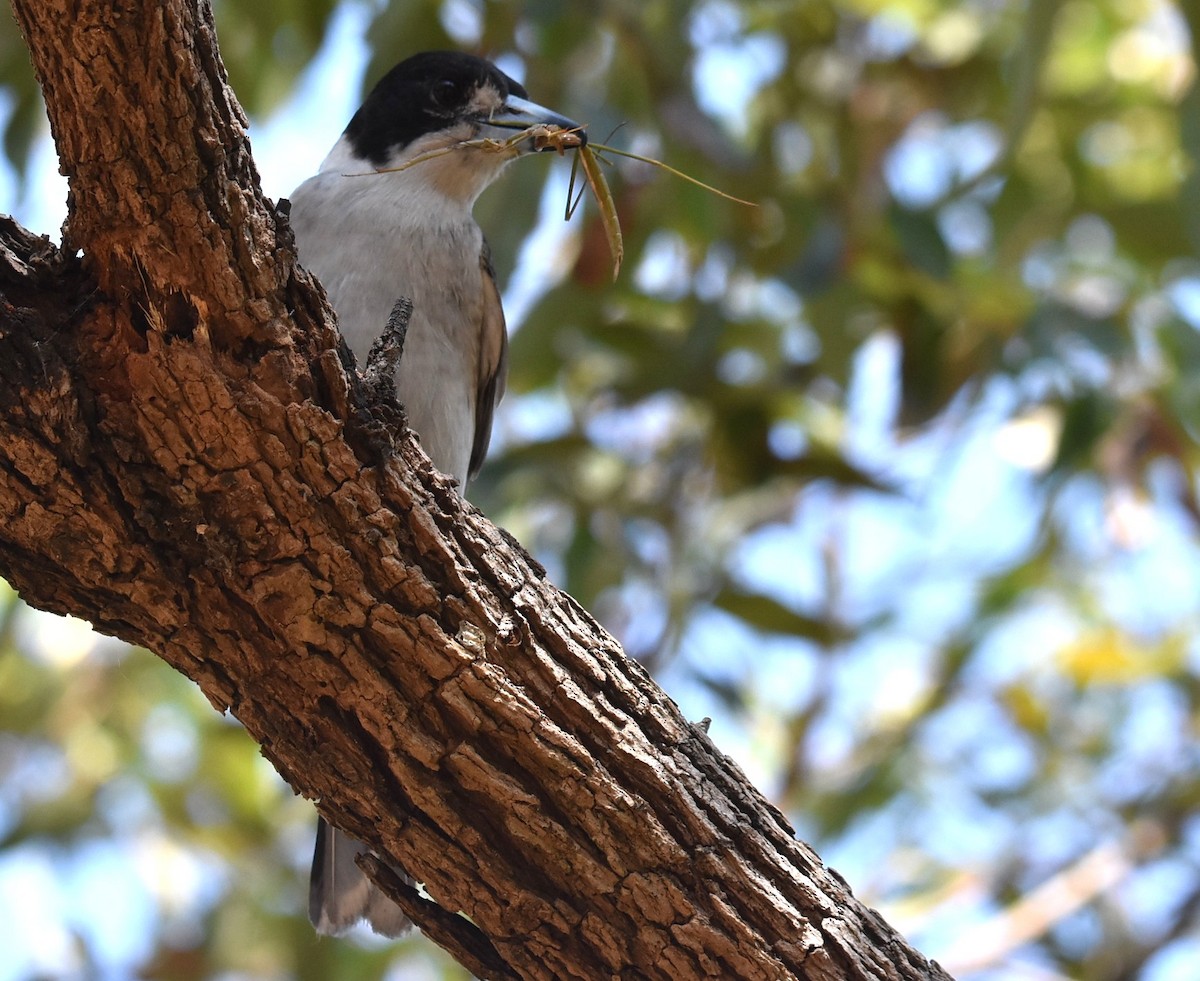 Gray Butcherbird - ML643271381