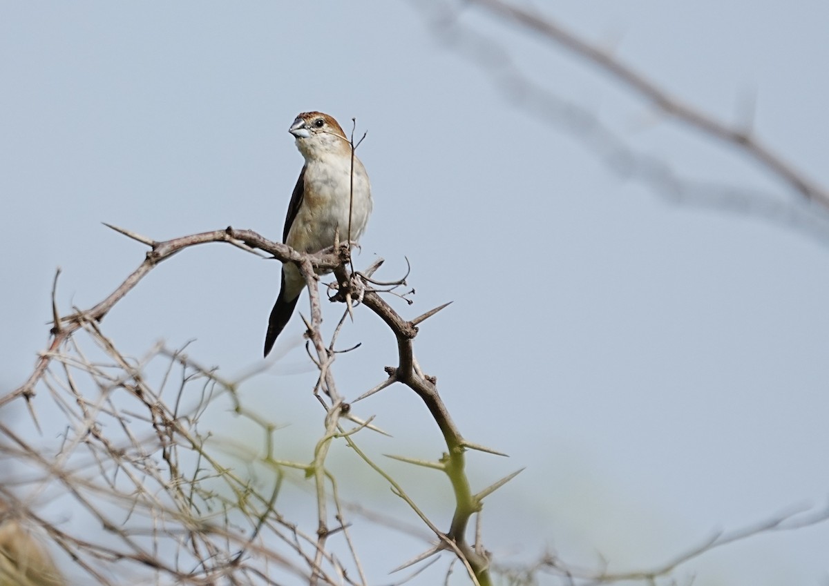 白喉文鳥 - ML643271385