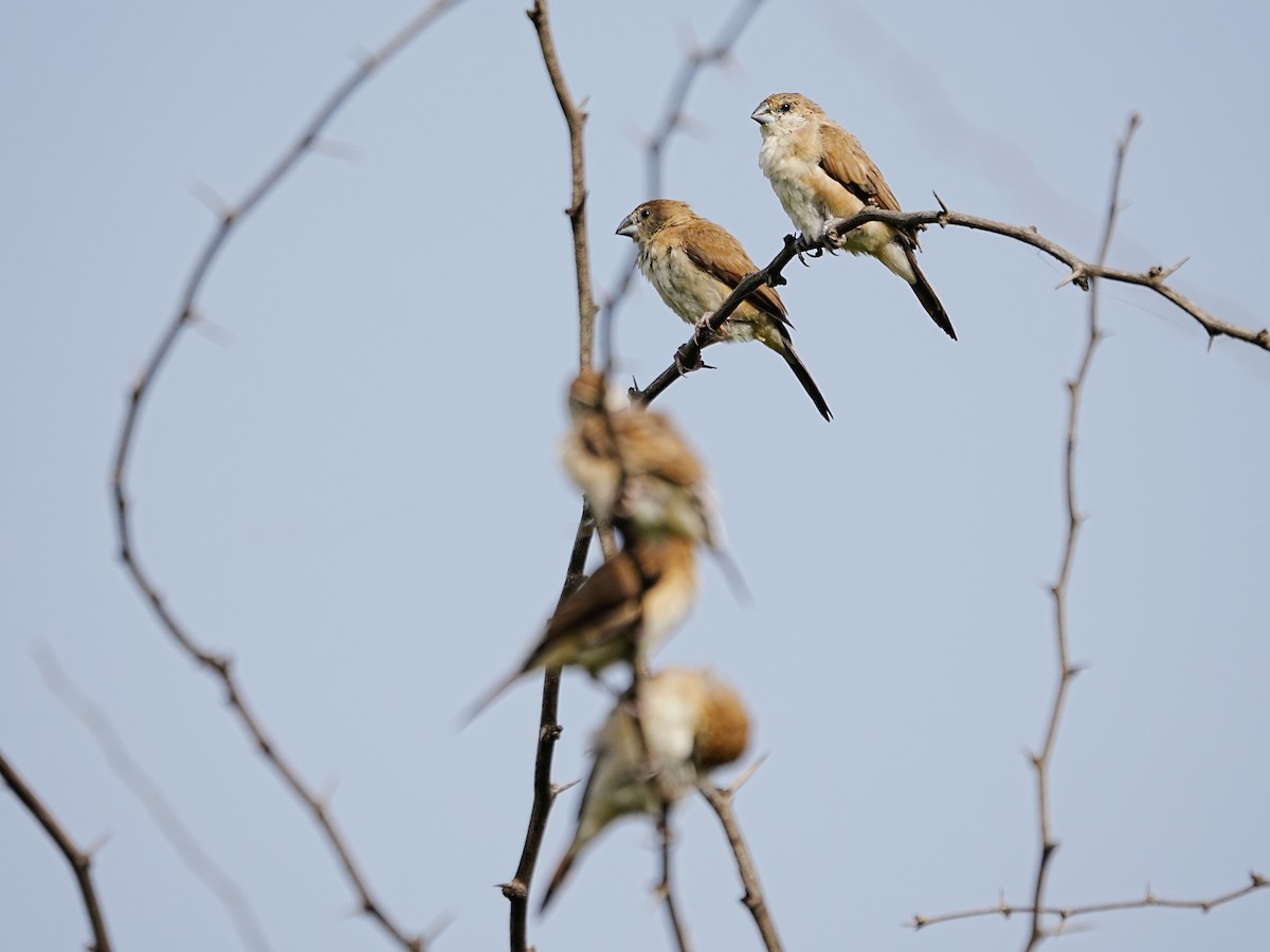白喉文鳥 - ML643271386