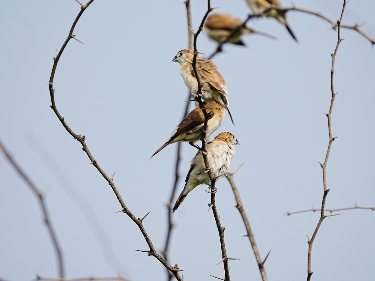 白喉文鳥 - ML643271388