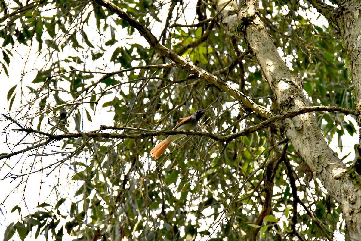 アムールサンコウチョウ - ML643271391