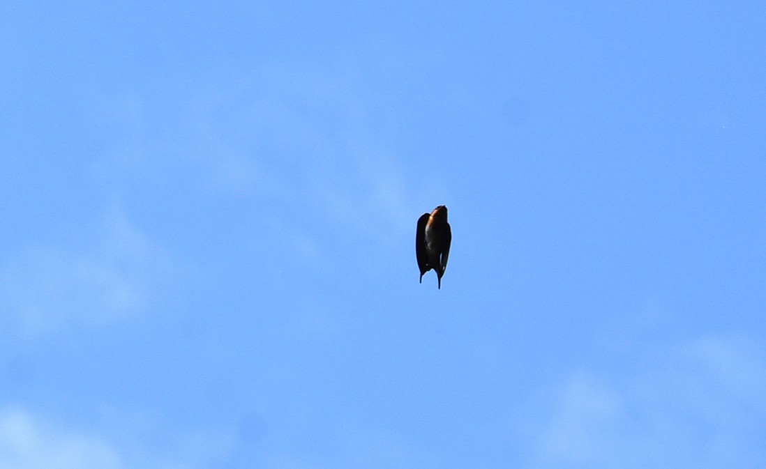 Welcome Swallow - ML643271396