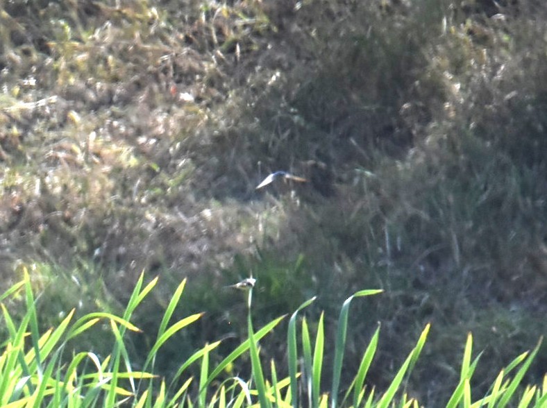 Welcome Swallow - ML643271399