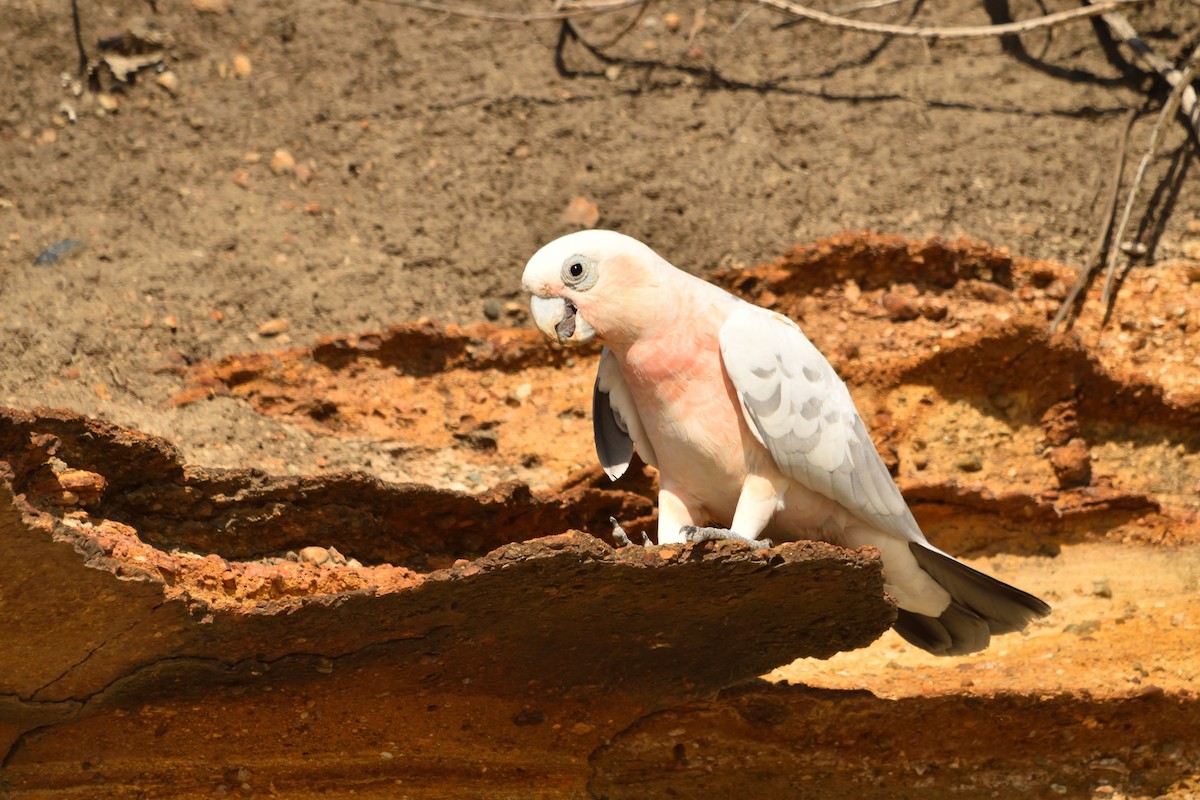 Какаду рожевий x малий - ML643271406