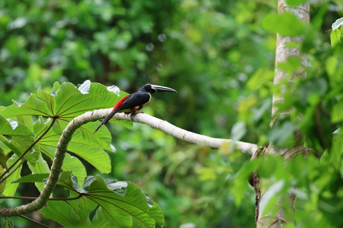Collared Aracari - ML643271427