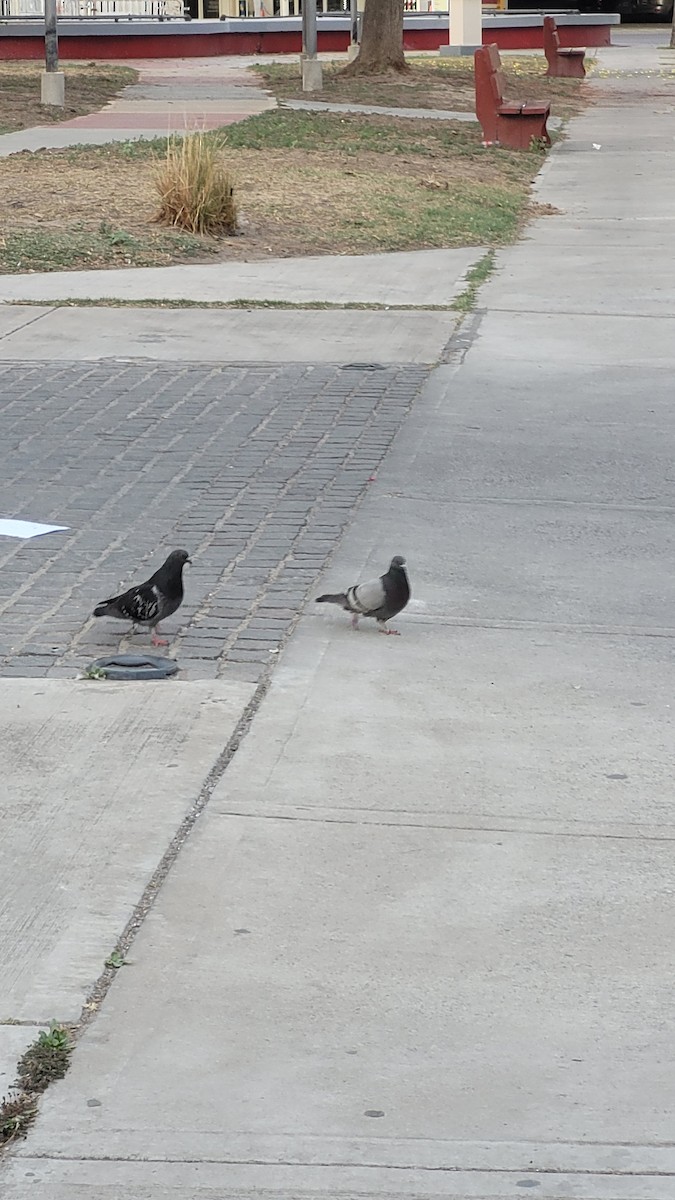 Rock Pigeon (Feral Pigeon) - ML643271432