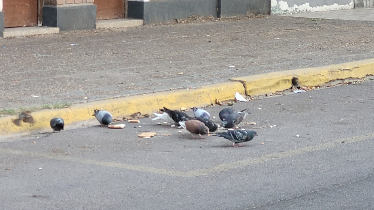 Rock Pigeon (Feral Pigeon) - ML643271442