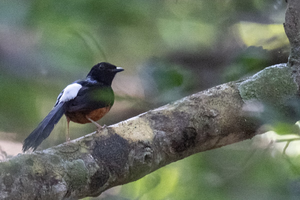 Shama de Ceylan - ML643271443