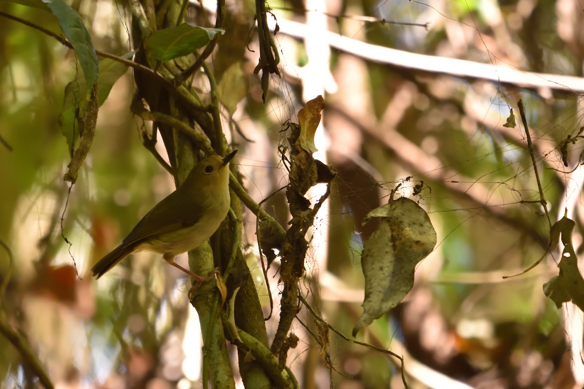 Large-billed Scrubwren - ML643271446
