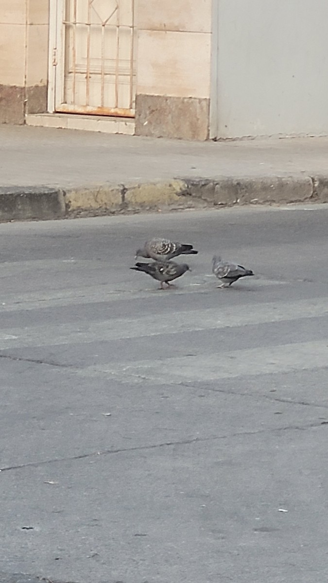 Spot-winged Pigeon - ML643271454