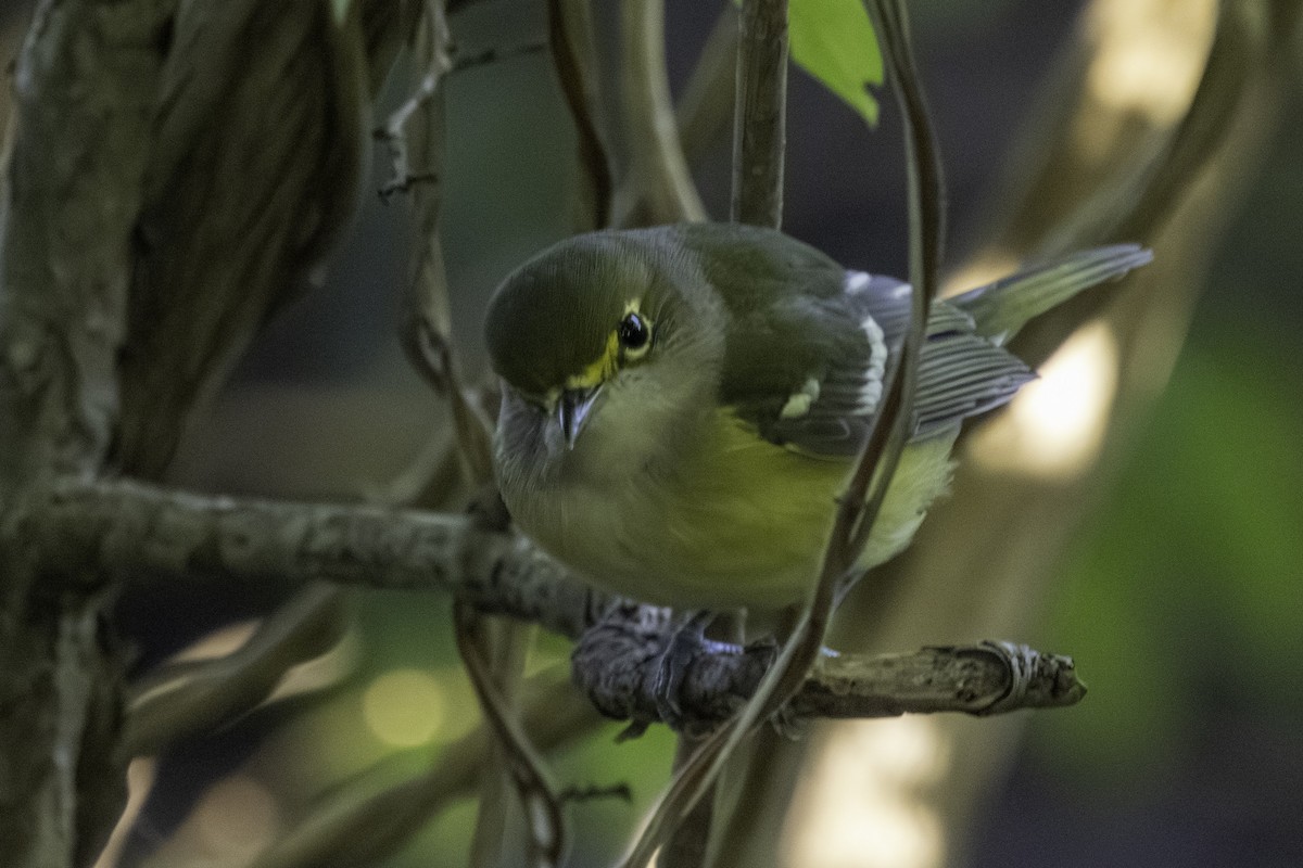White-eyed Vireo - ML643271455