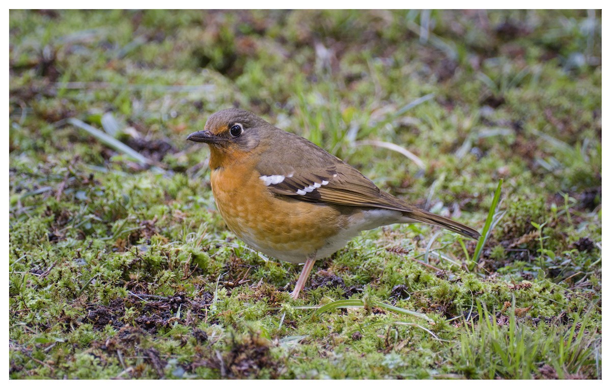 Orange Ground-Thrush - ML643271456