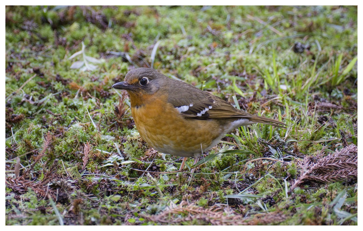 Orange Ground-Thrush - ML643271457