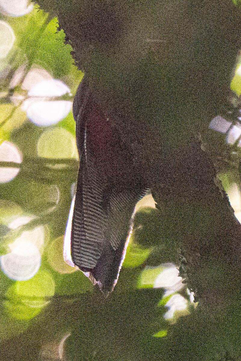 Bar-tailed Trogon - ML643271492