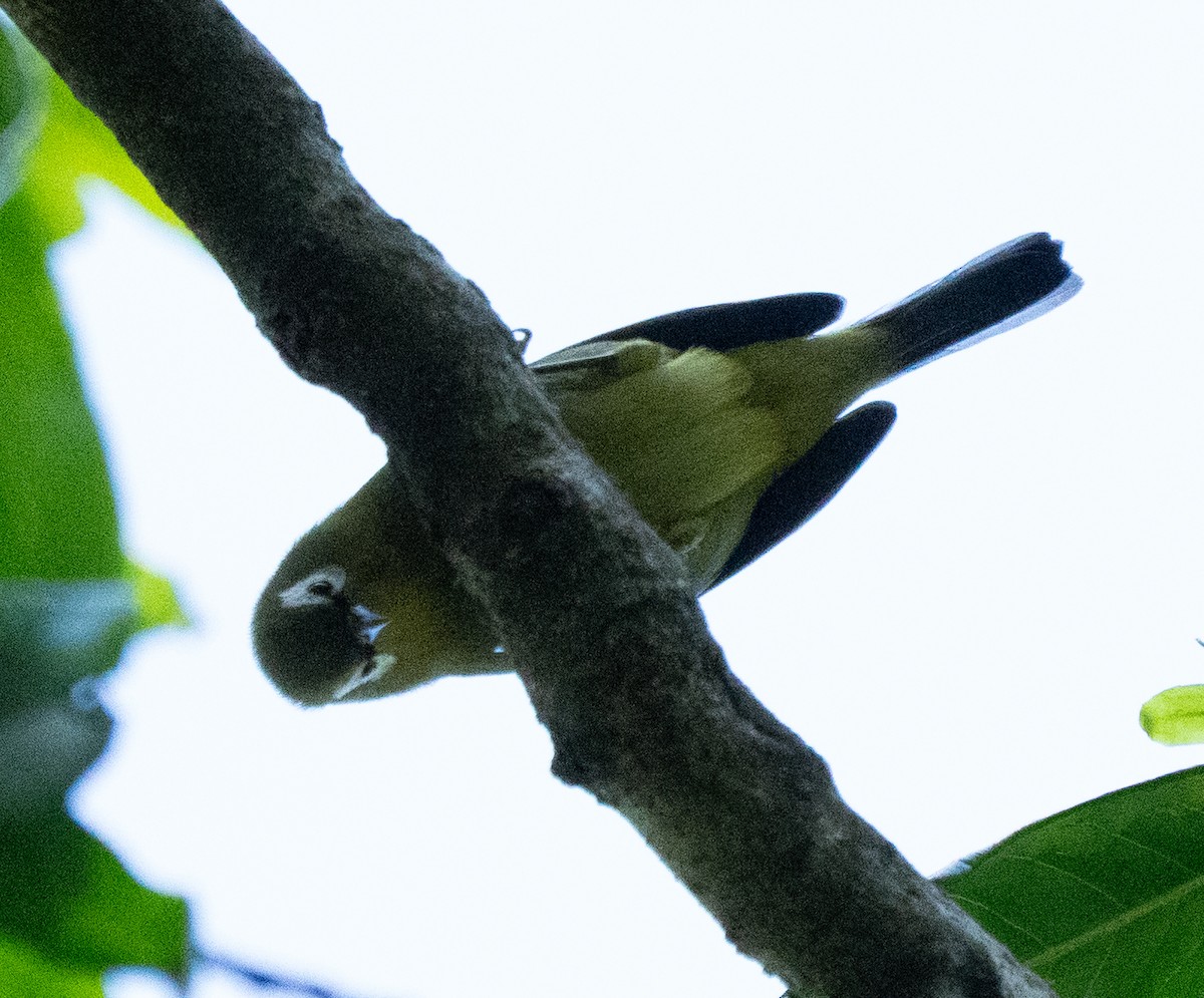 Kilimanjaro White-eye - ML643271510