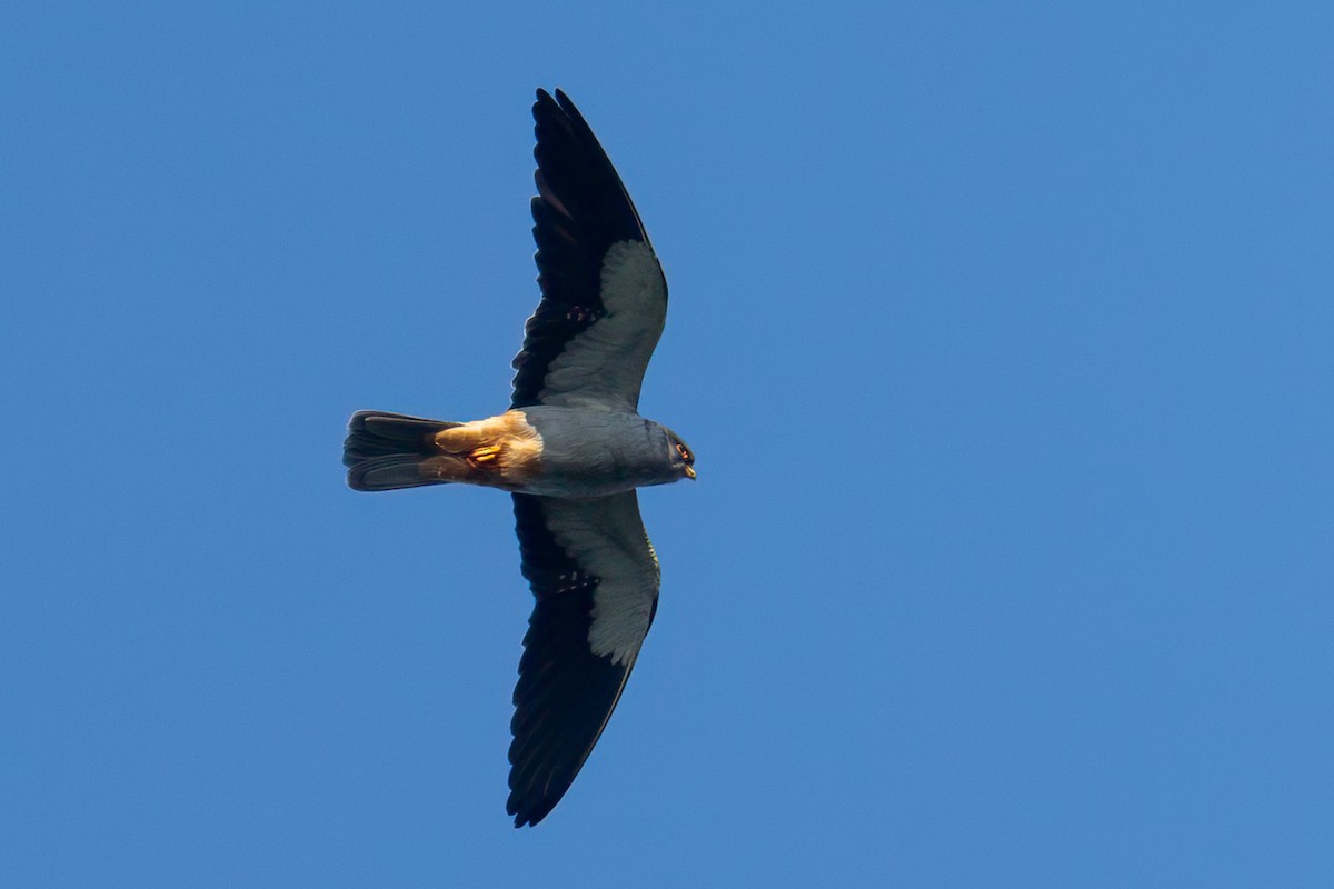 Amur Falcon - ML643271513
