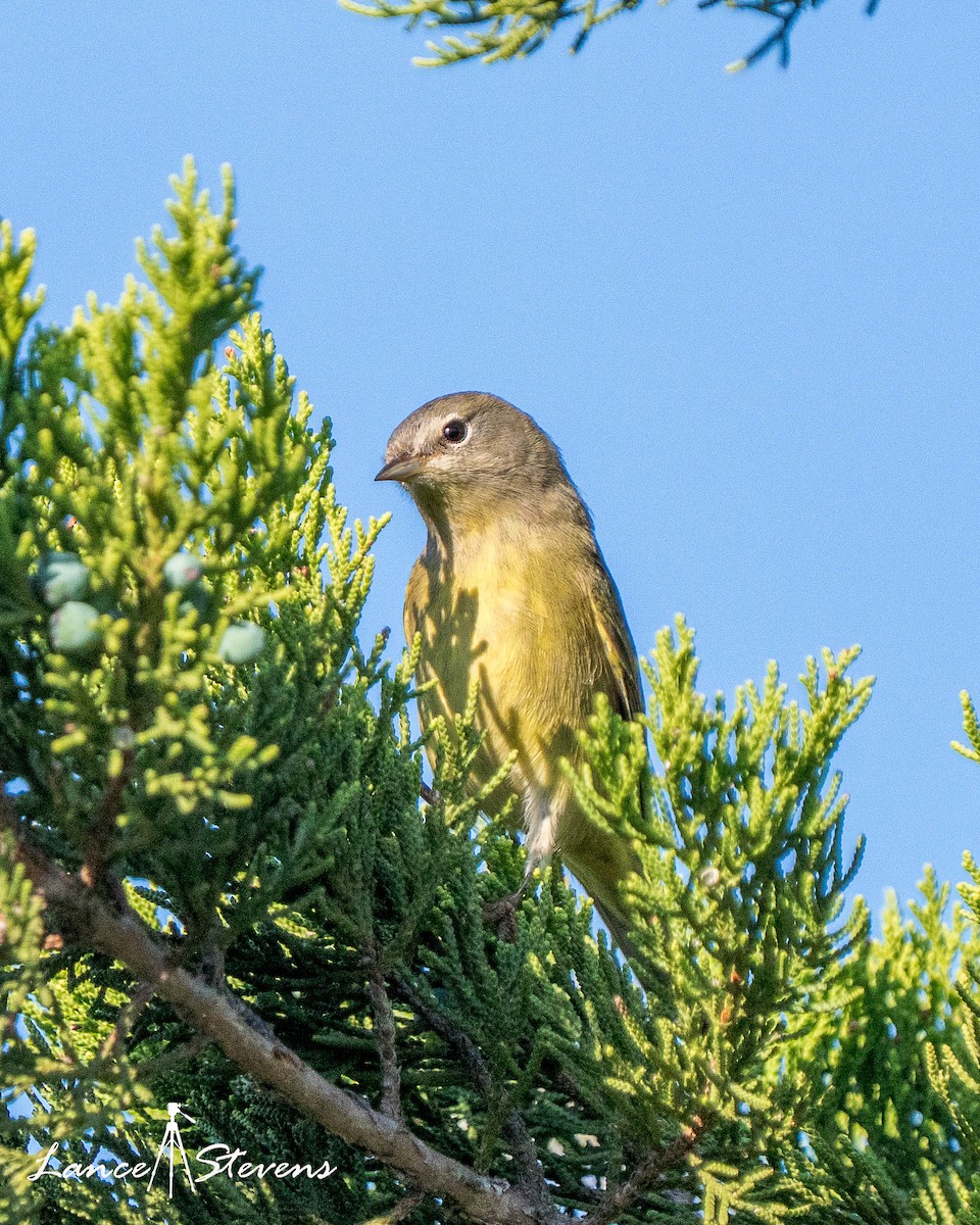 Червоїд сіроголовий - ML643271522