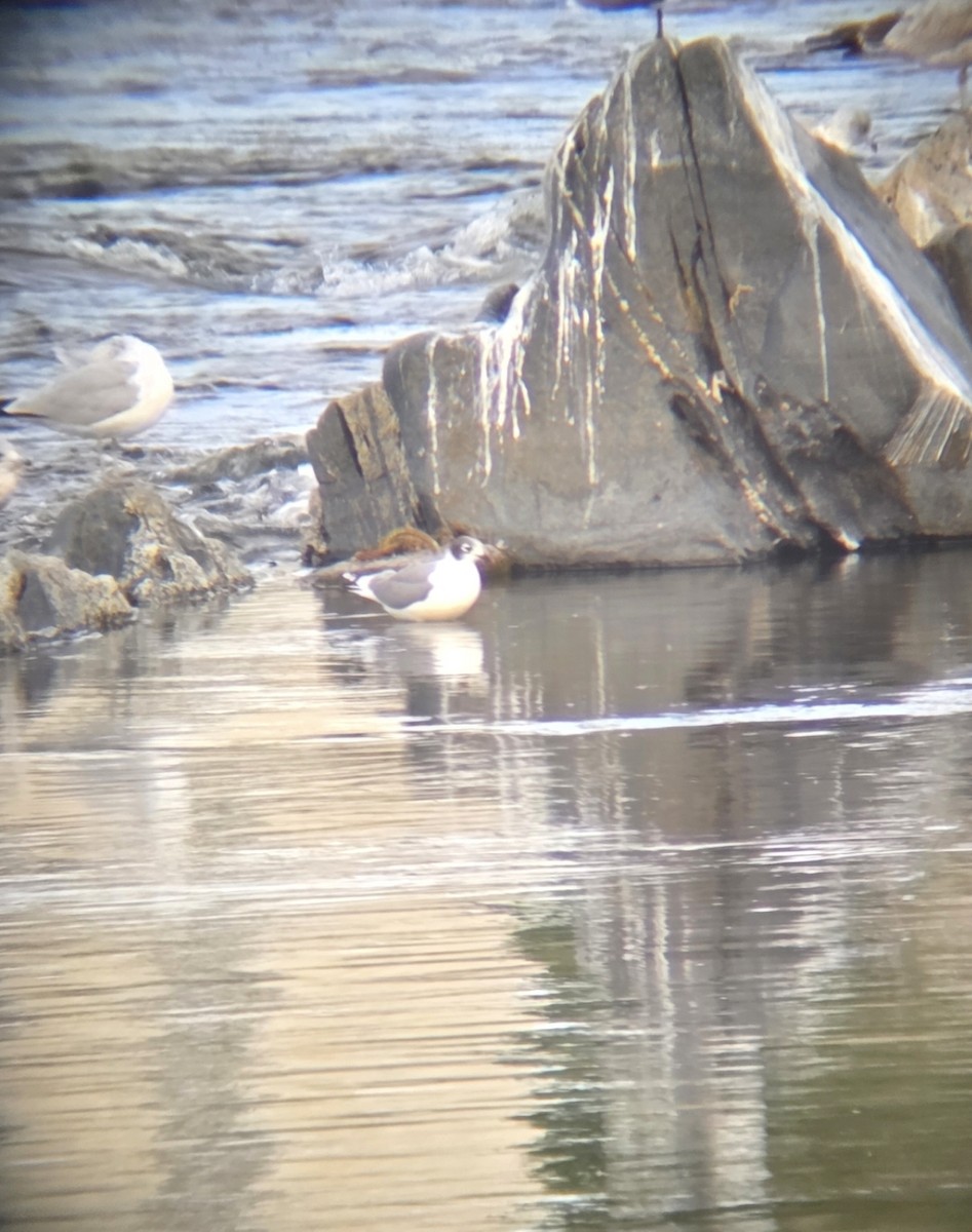 Franklin's Gull - ML643271535