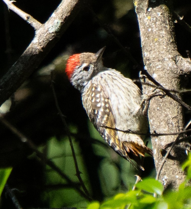 Cardinal Woodpecker - ML643271540