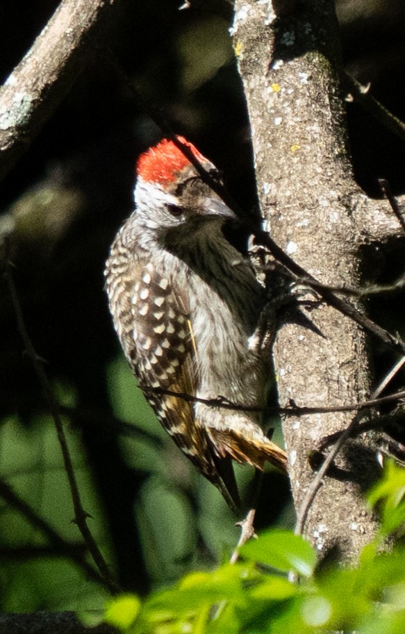 Cardinal Woodpecker - ML643271541