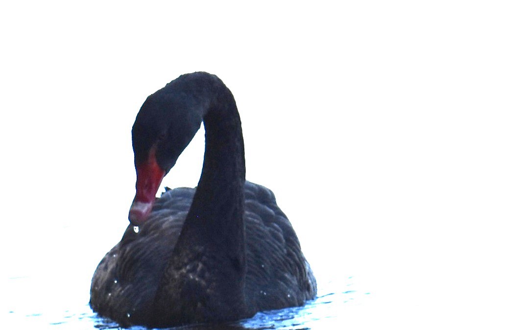 Black Swan - ML643271554