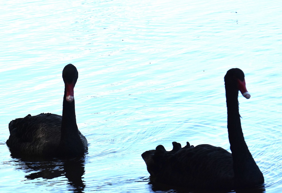 Black Swan - ML643271555