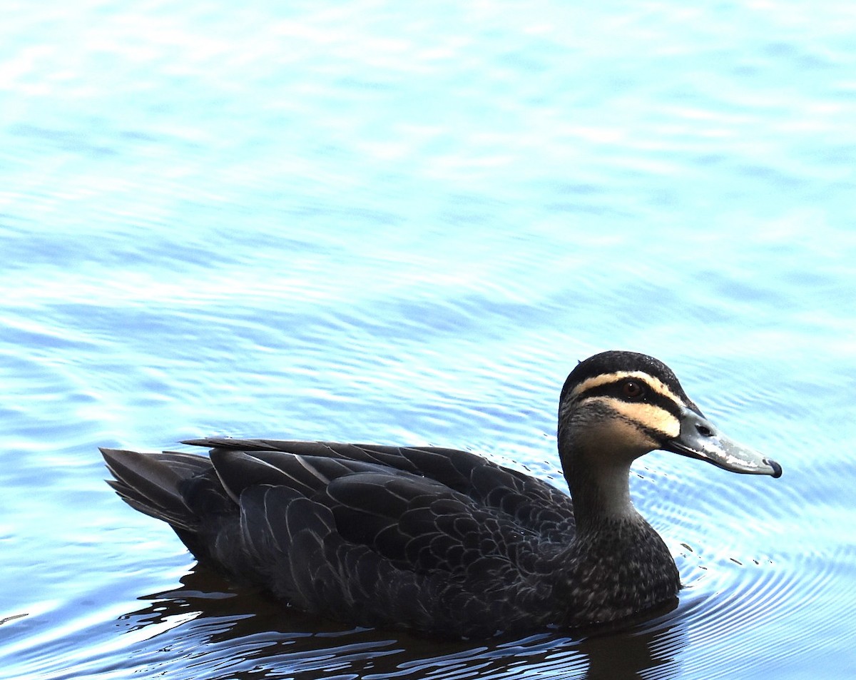 Pacific Black Duck - ML643271557
