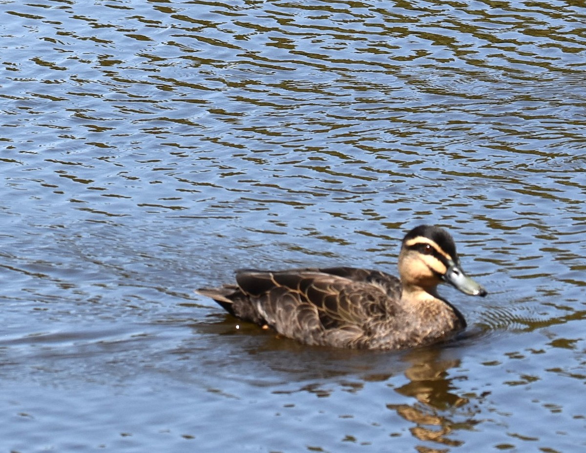 Pacific Black Duck - ML643271562