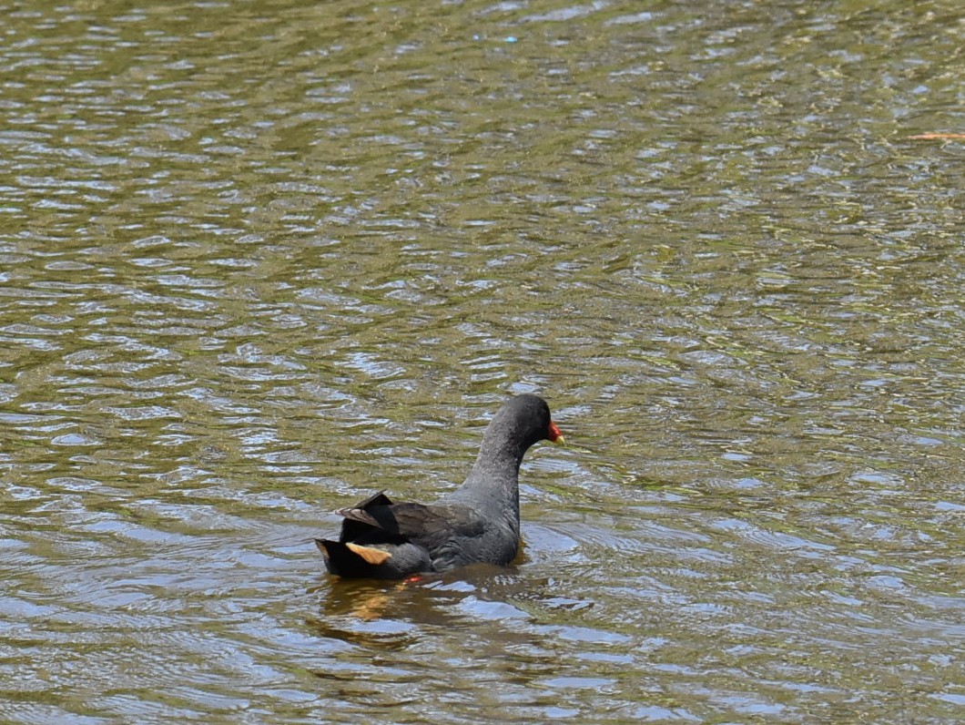 Dusky Moorhen - ML643271564