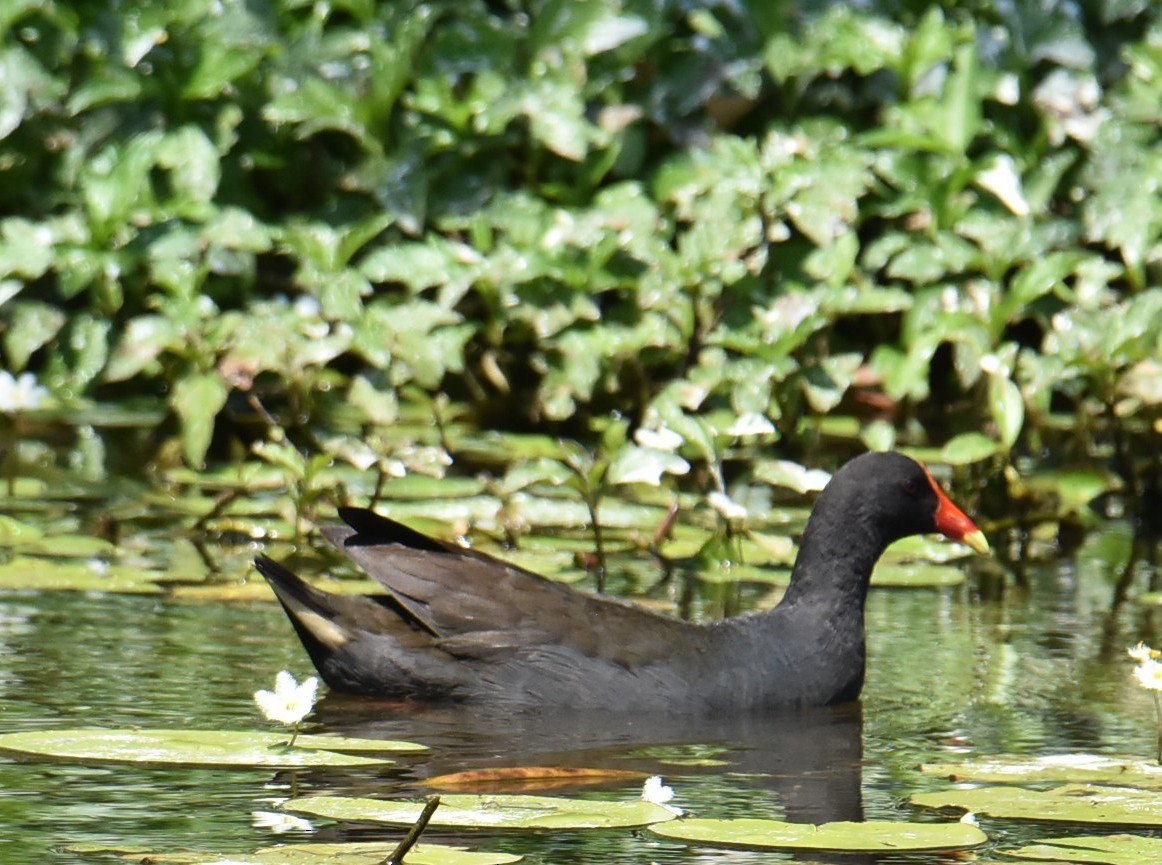Dusky Moorhen - ML643271565