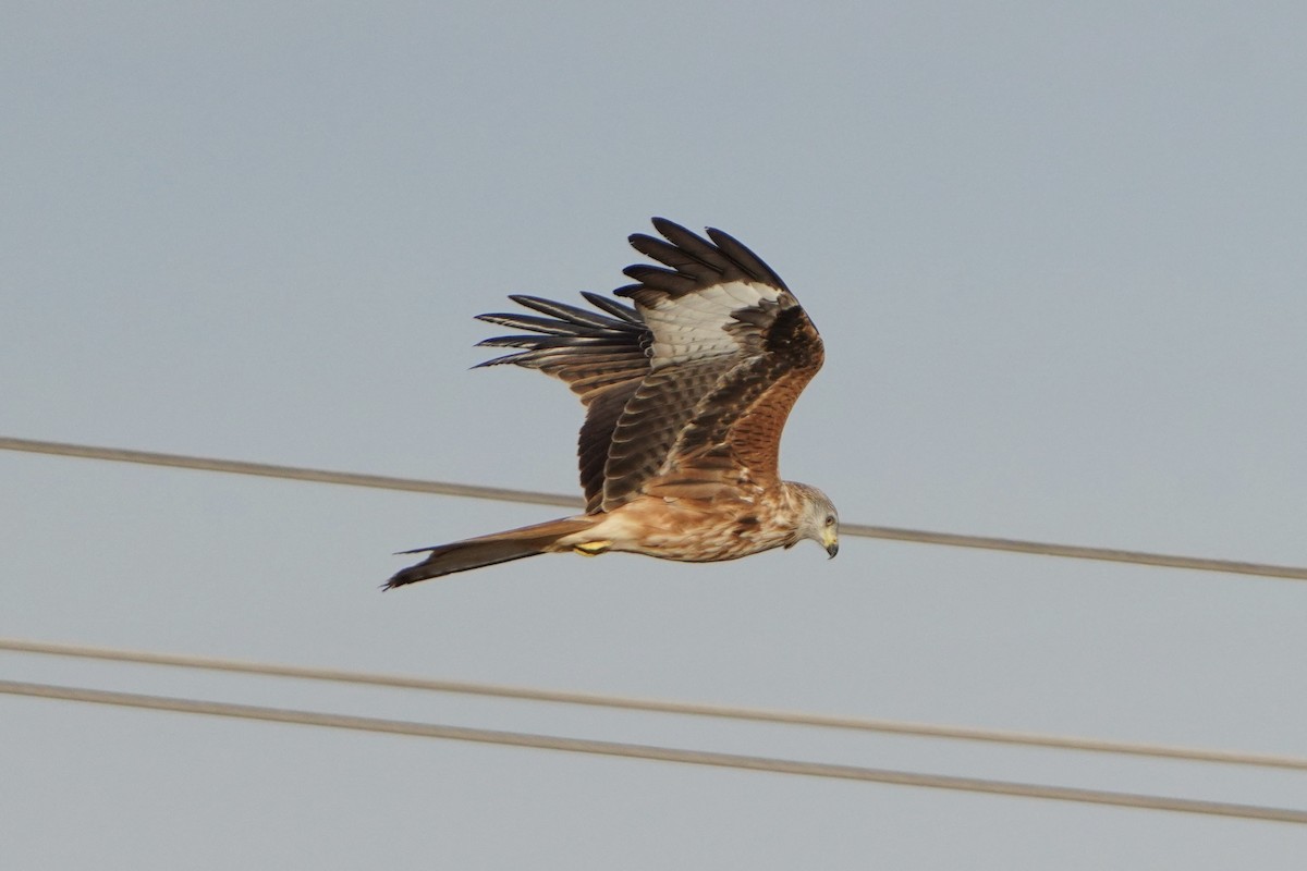 Red Kite - Munir Chaouni Elbrehmati