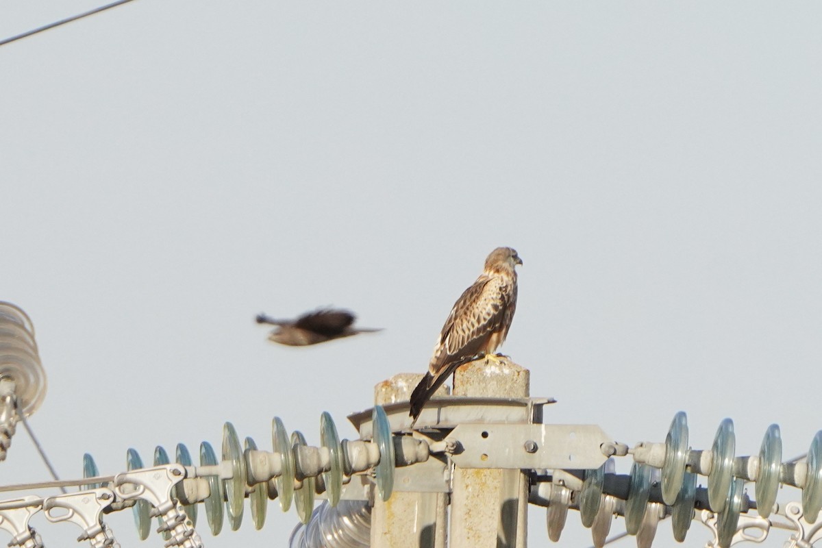 Red Kite - Munir Chaouni Elbrehmati