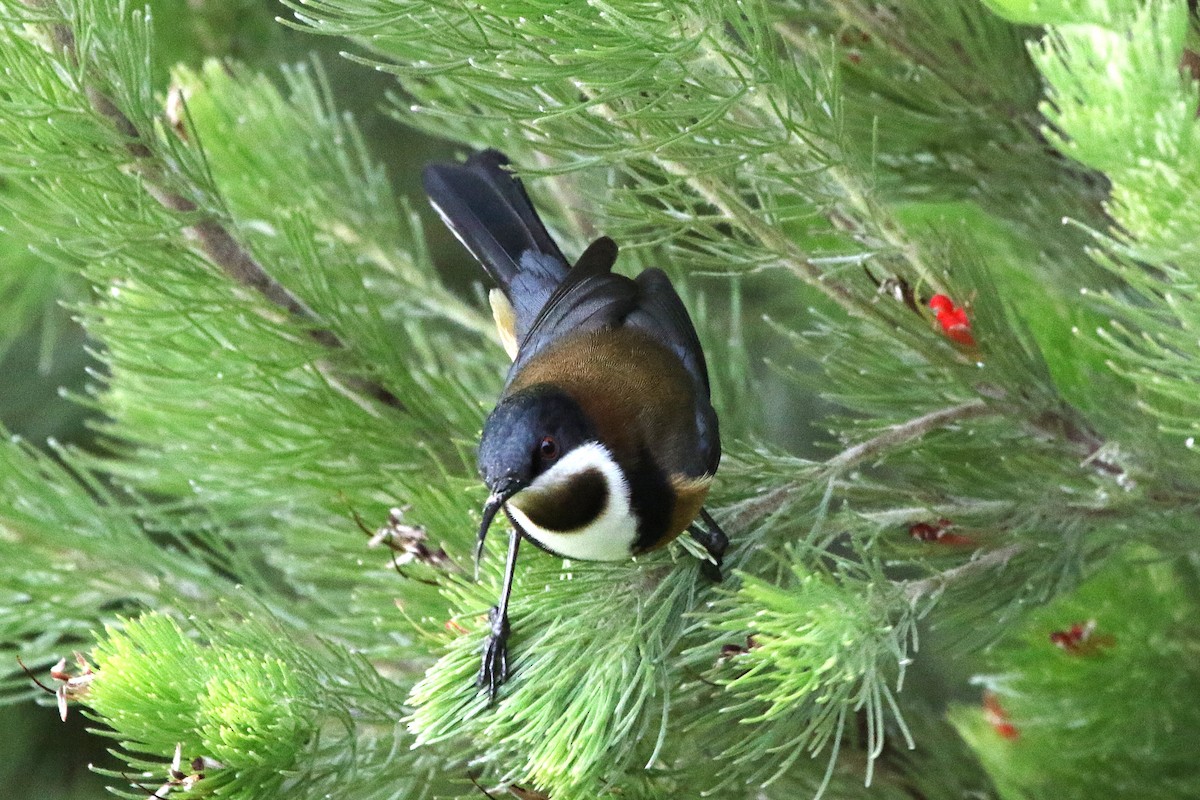 Picoespina Oriental - ML643271571