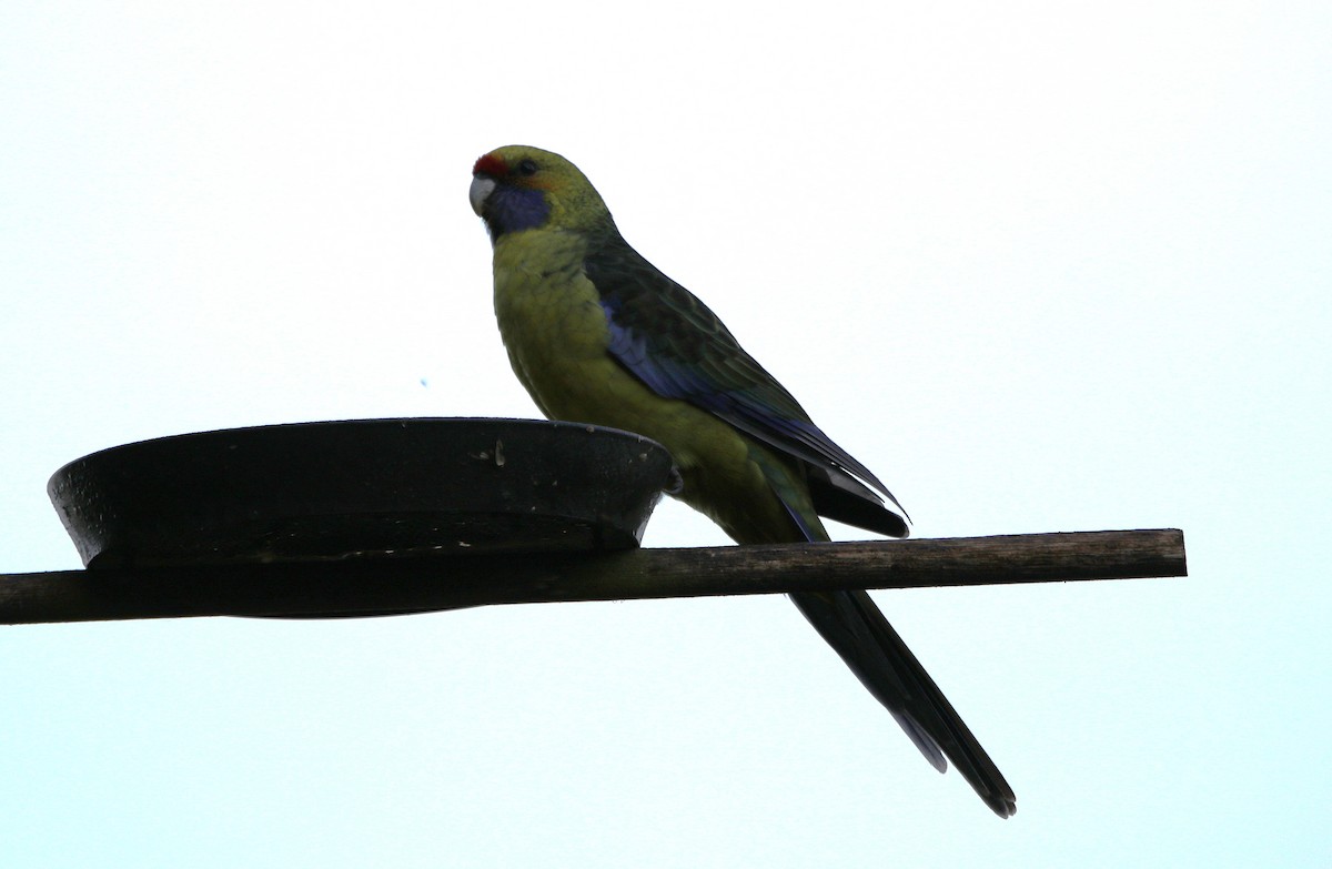 Green Rosella - ML643271573