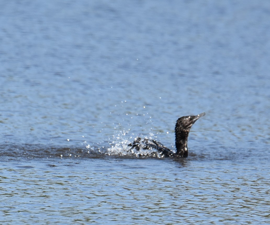 Little Black Cormorant - ML643271606