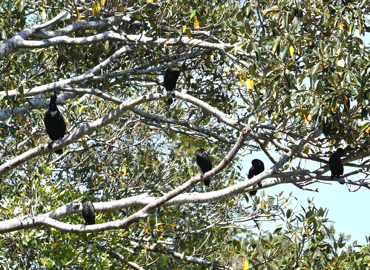 Little Black Cormorant - ML643271608