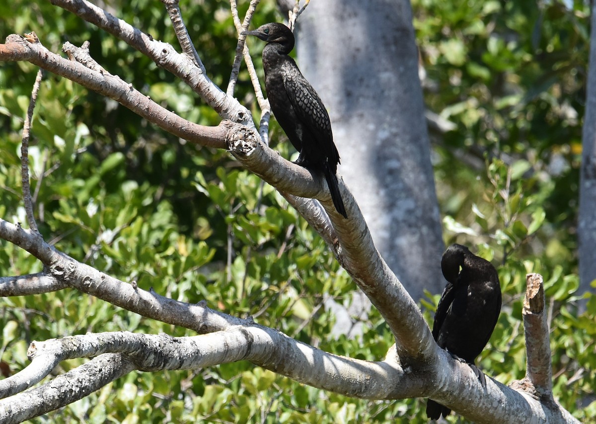 Little Black Cormorant - ML643271610