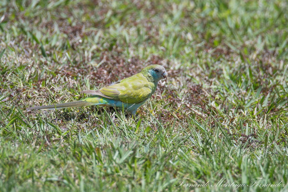 Hooded Parrot - ML643271616