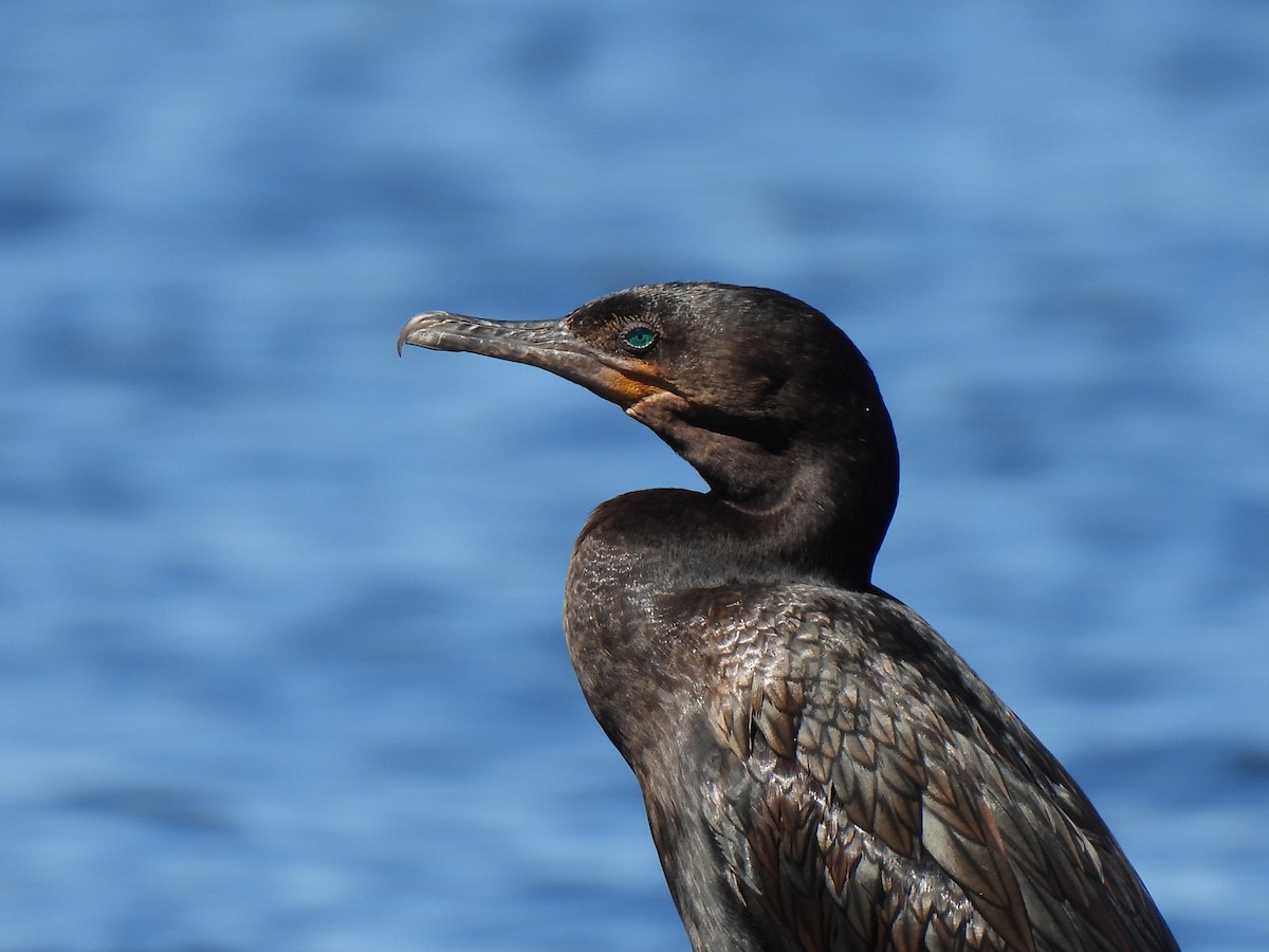Neotropic Cormorant - ML643271622