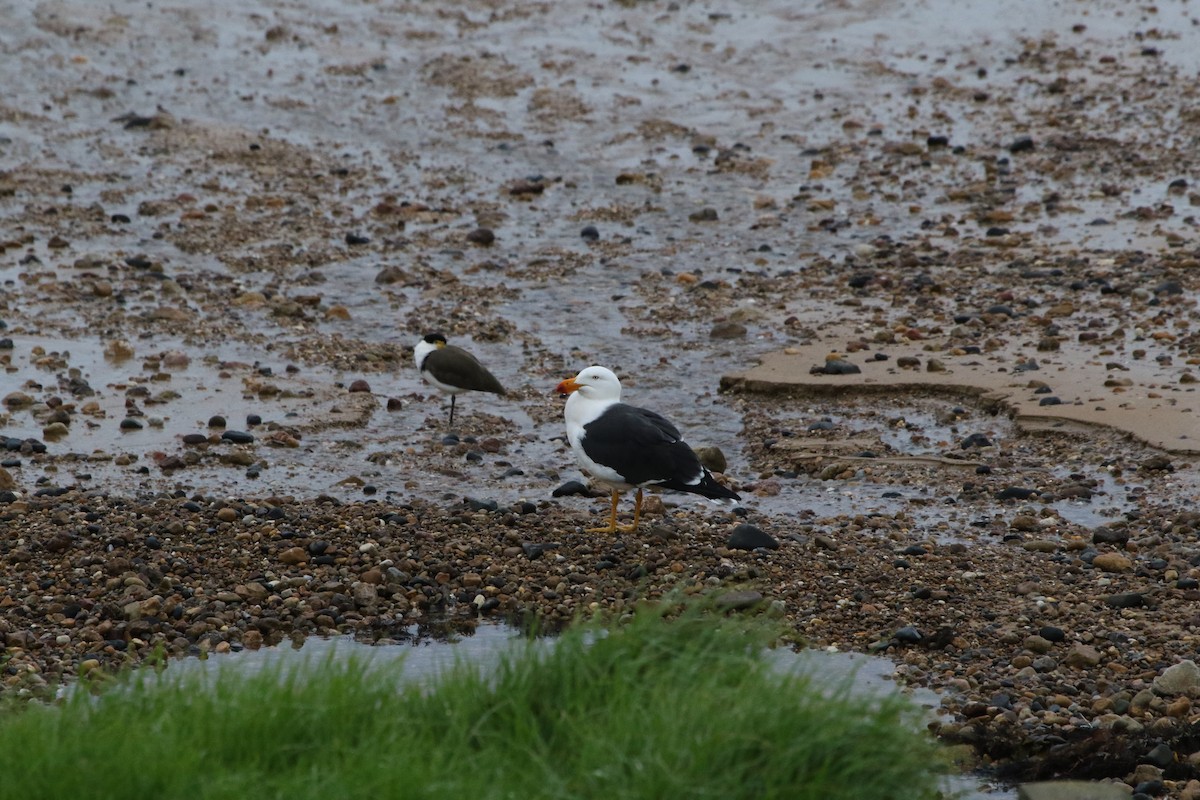 Pacific Gull - ML643271625