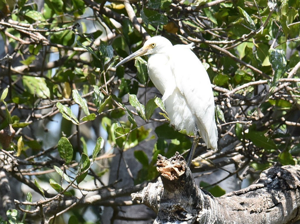Plumed Egret - ML643271626